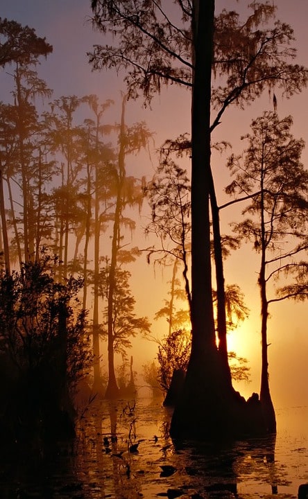 Trees in a swamp